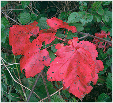 Litchdfield foliage.