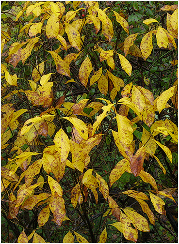 Yellow foliage in Litchfield County.