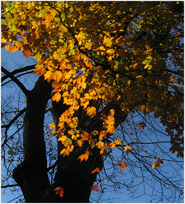 Sun on foliage in Litchfield County.