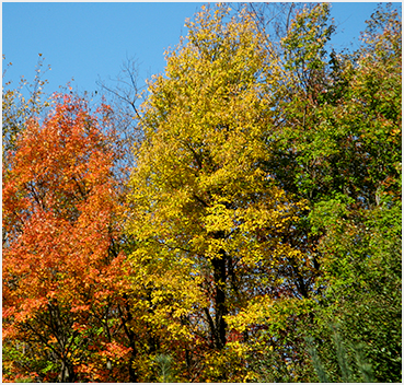 Fall foliage.