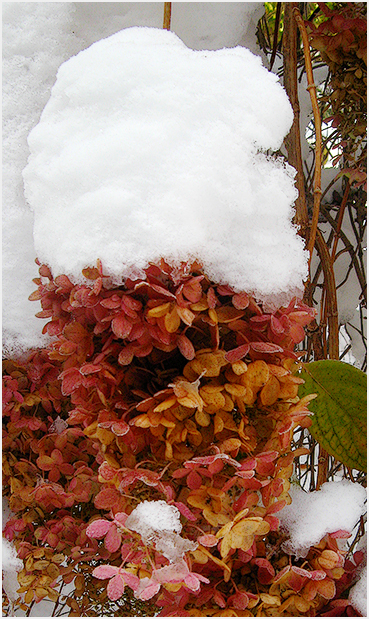 Litchfield fall snowstorm.