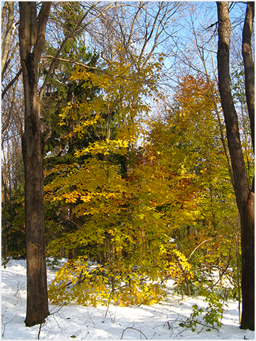 Litchfield fall snowstorm.