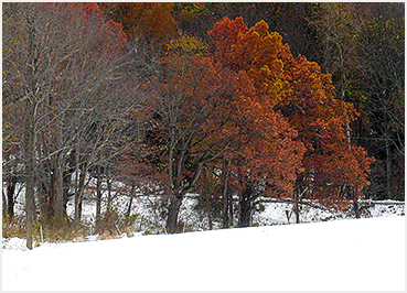 Litchfield fall snowstorm.