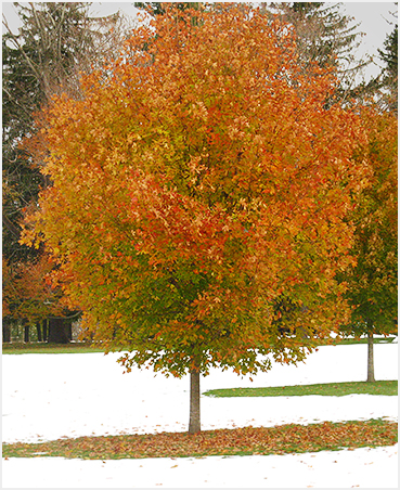 Litchfield fall foliage.