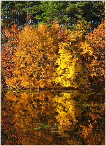 Bright autumn foliage.