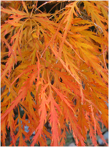 Bright autumn foliage.