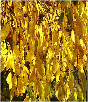 Bright autumn foliage.