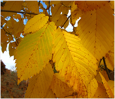 Bright autumn foliage.