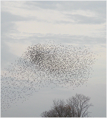 Bird Migration.