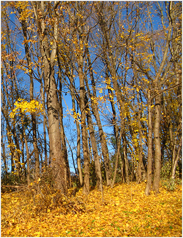 Yellow foliage.