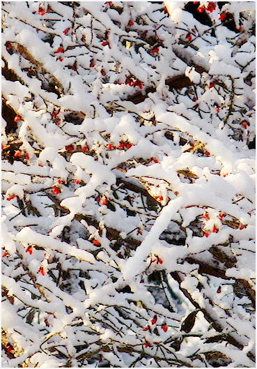 Morning sun on fresh snow.