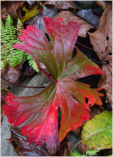 Late autumn color.