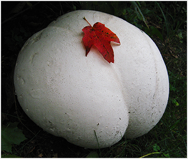 huge mushroom.