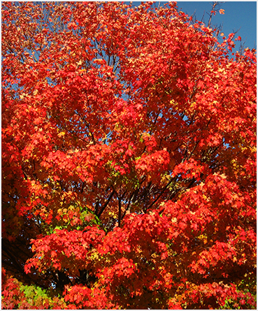 Foliage.