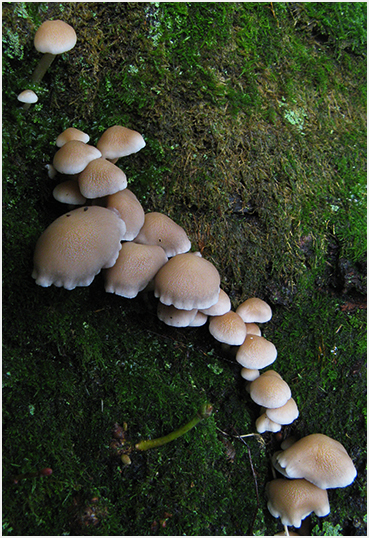 Mushrooms on tree.