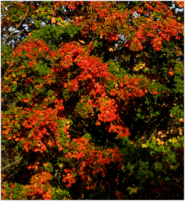 Foliage.