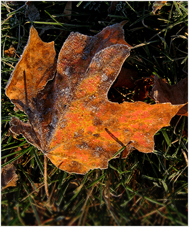 orange foliage.