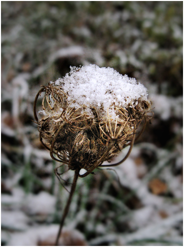 First snow.