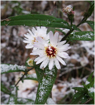 First snow.