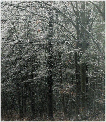 Ice on trees.