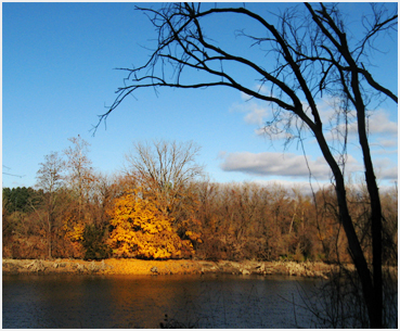 Foliage.