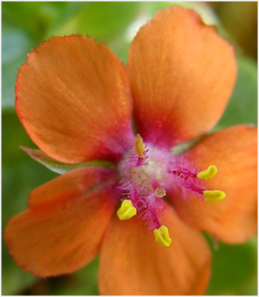 Tiny orange flower.