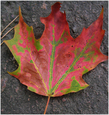 Pink in maple leaf.