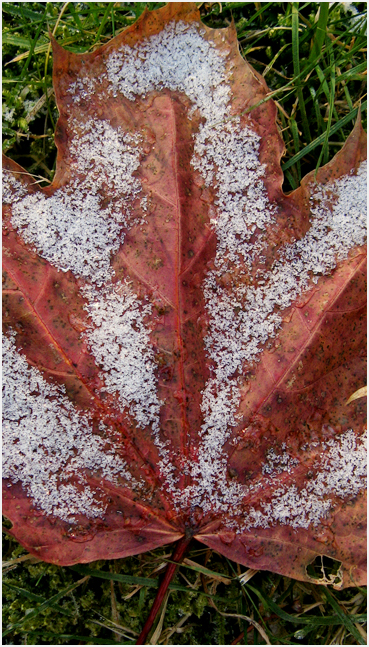 Snow on leaf.