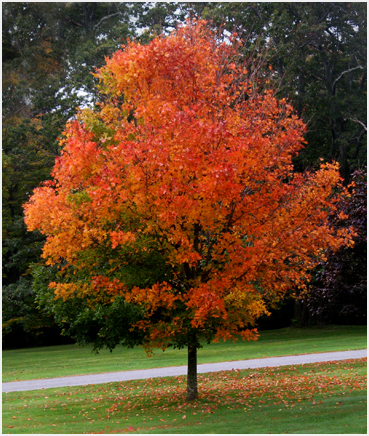 Foliage.