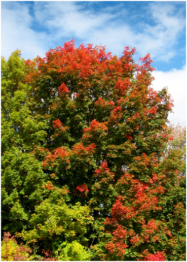 Fall foliage.