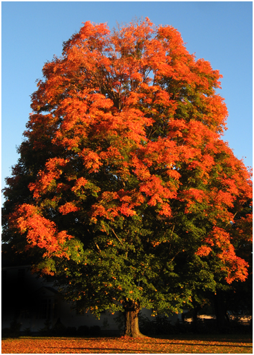 Fall foliage.