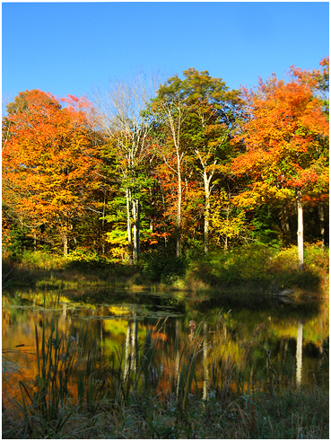 Fall foliage.