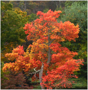 Fall foliage.