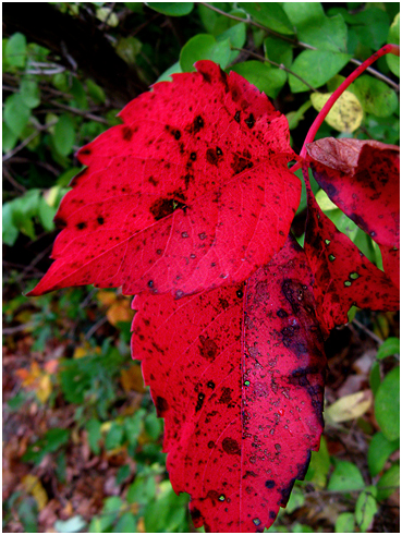 Fall foliage.