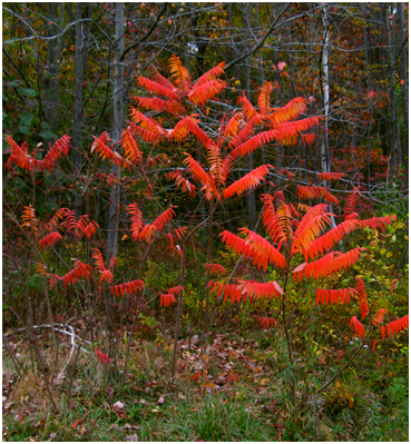 Fall foliage.