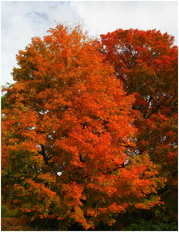 Fall foliage.