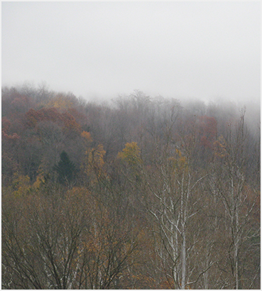 Mist and foliage.