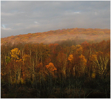 Fall foliage.