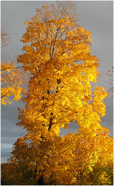 Foliage.