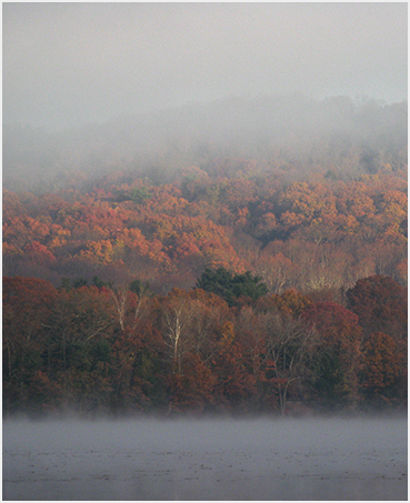 Mist and foliage.