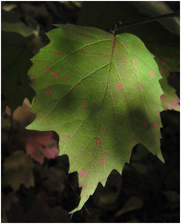 Fall foliage.