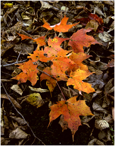 Fall foliage.