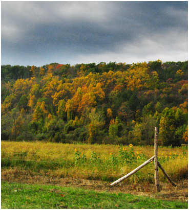 Fall foliage.