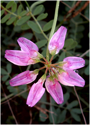 Wildflowers.