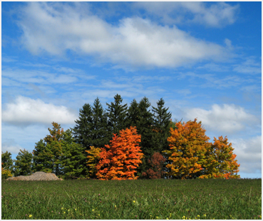 Foliage.