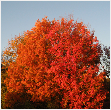 Foliage.