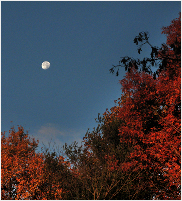 Foliage.