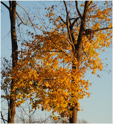 Foliage.