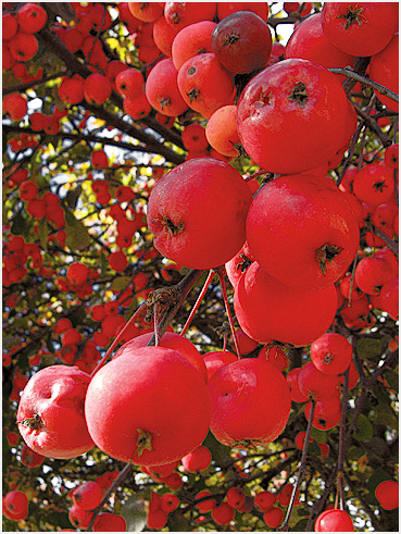 Crabapples.