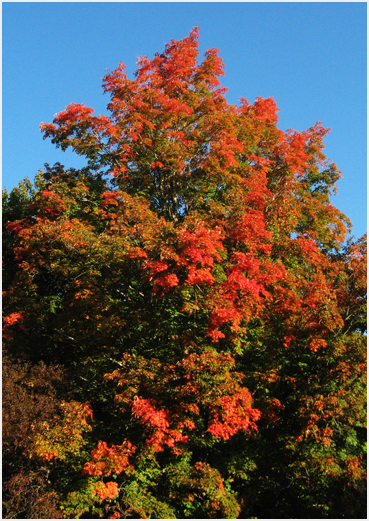 Foliage.